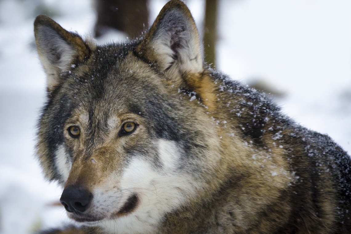 Toter Wolf im Straßengraben gefunden