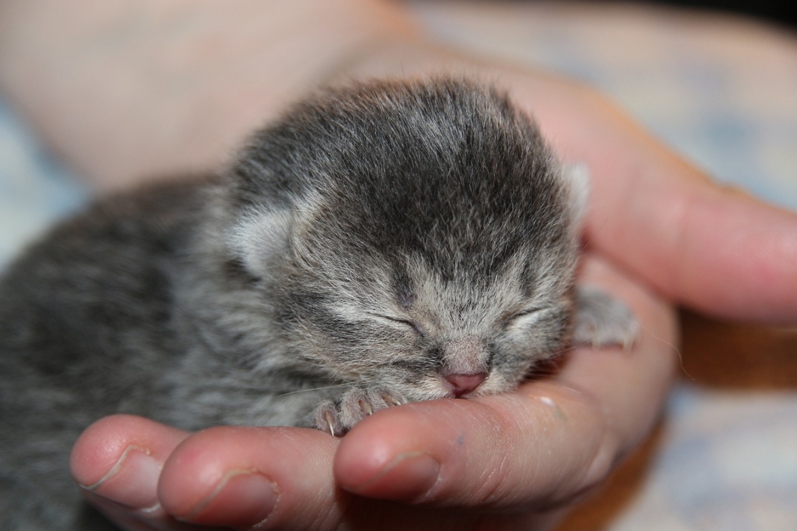 Babykatzen in Oberdolling ausgesetzt - Polizei sucht Zeugen 