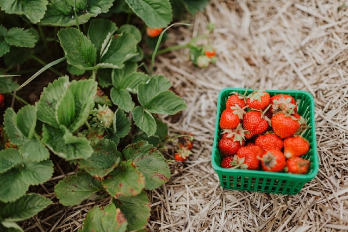 Endlich wieder bayerische Erdbeeren - Knallig rot, fruchtig süß, groß und klein