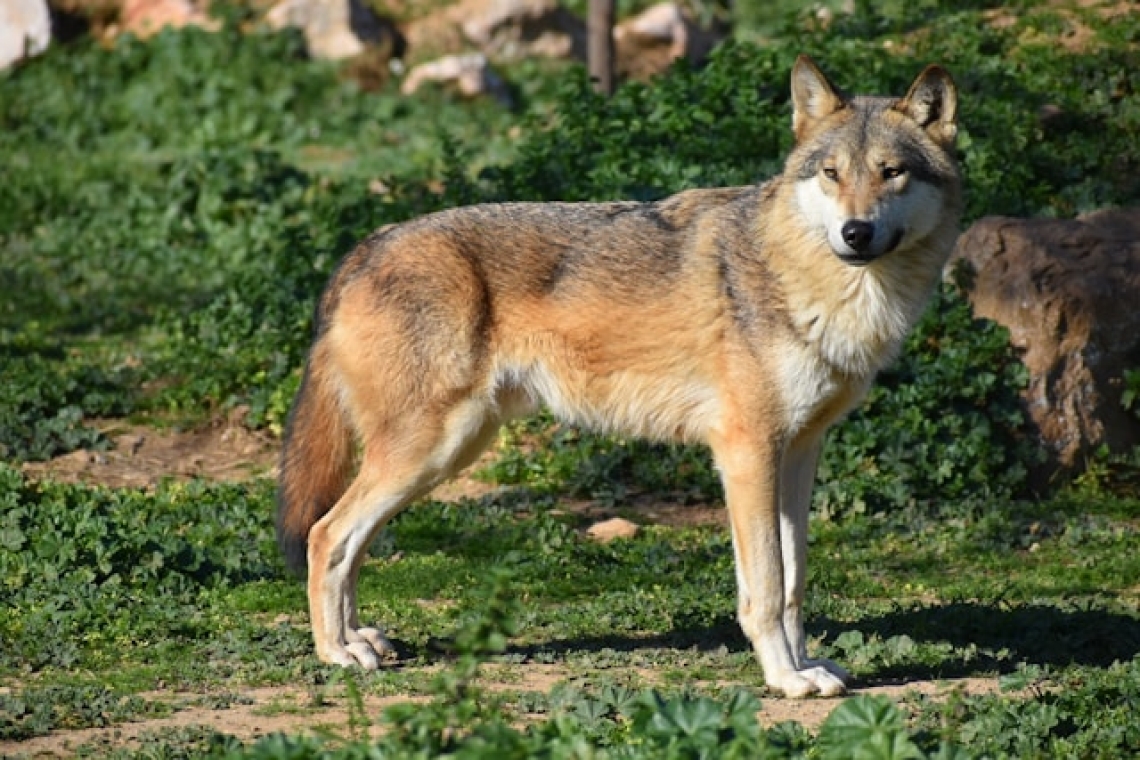 Erweiterung der Wolfsgebiete im Landkreis Eichstätt  